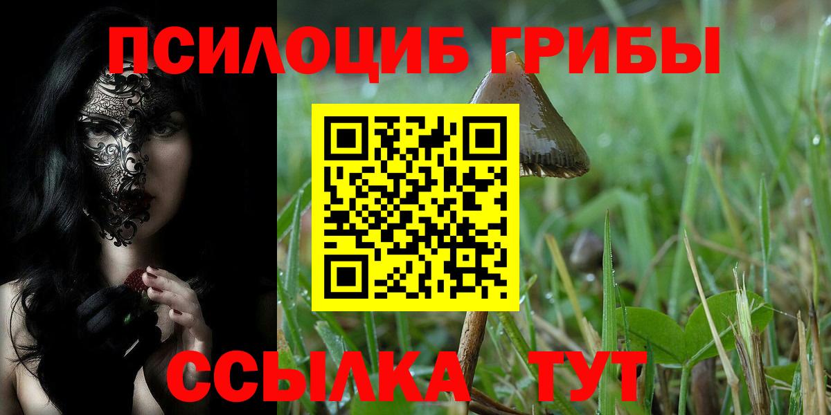 Урус-Мартан  Псилоцибиновые грибы Psilocybe  Вход с VPN 